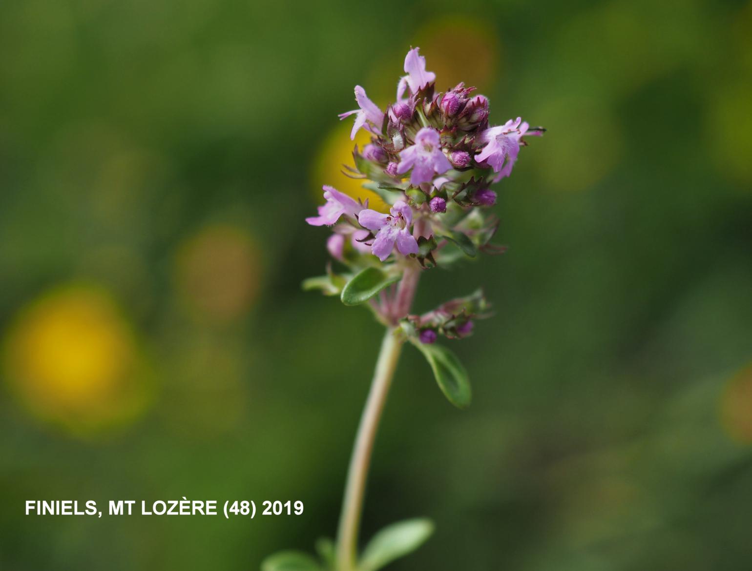 Thyme, Larger Wild